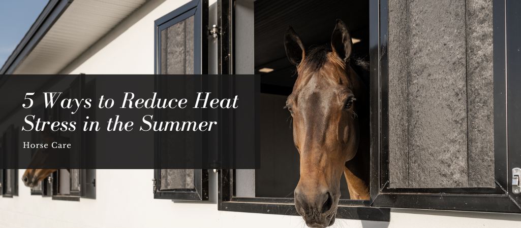 5 Ways to Reduce Heat Stress in the Summer