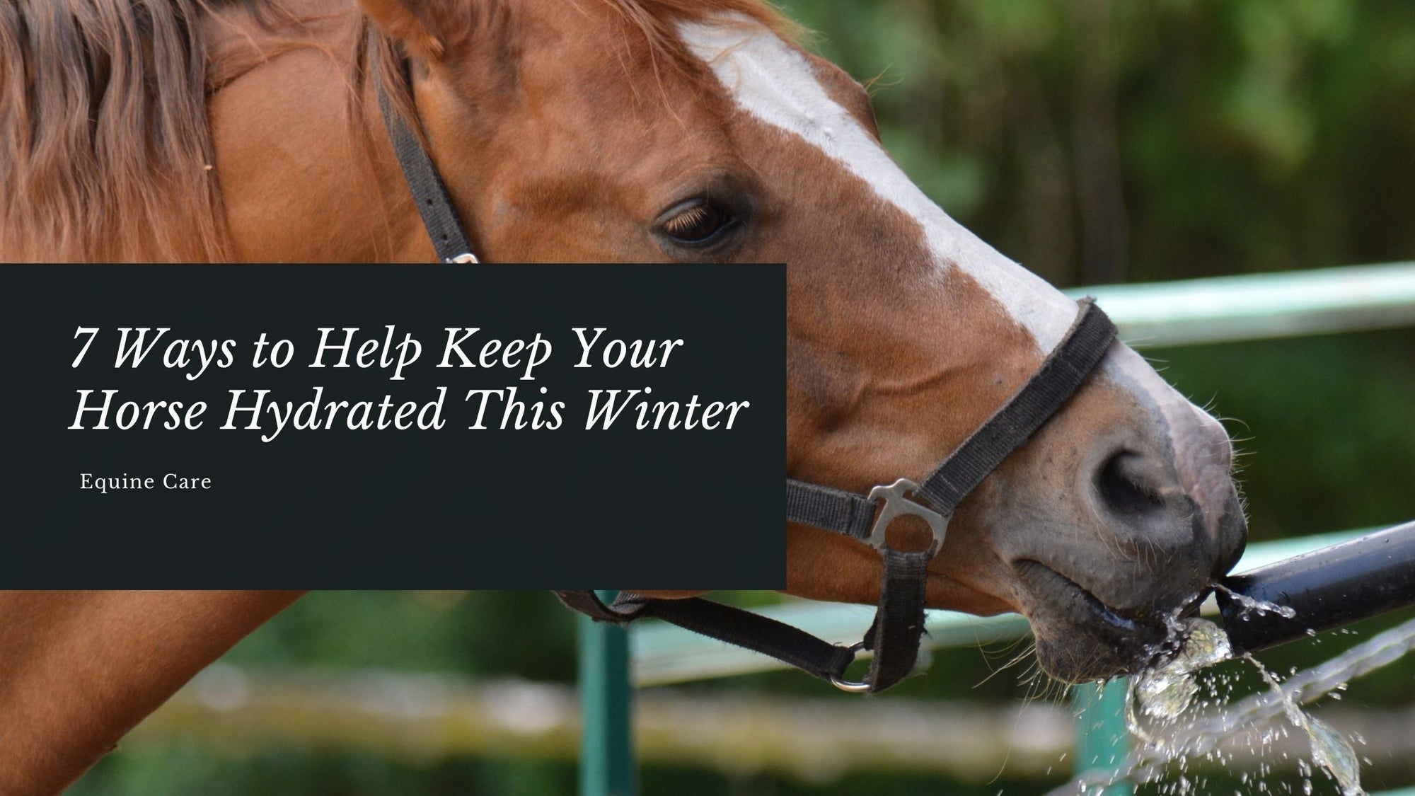 7 Ways to Help Keep Your Horse Hydrated This Winter