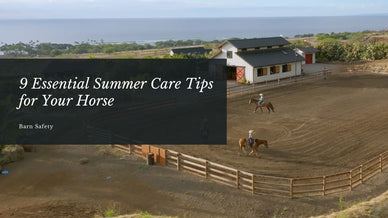 9 Essential Summer Care Tips for Your Horse