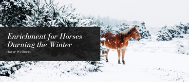 Enrichment for Horses During the Winter