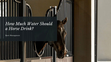 How Much Water Should a Horse Drink? Understanding Horse Water Intake