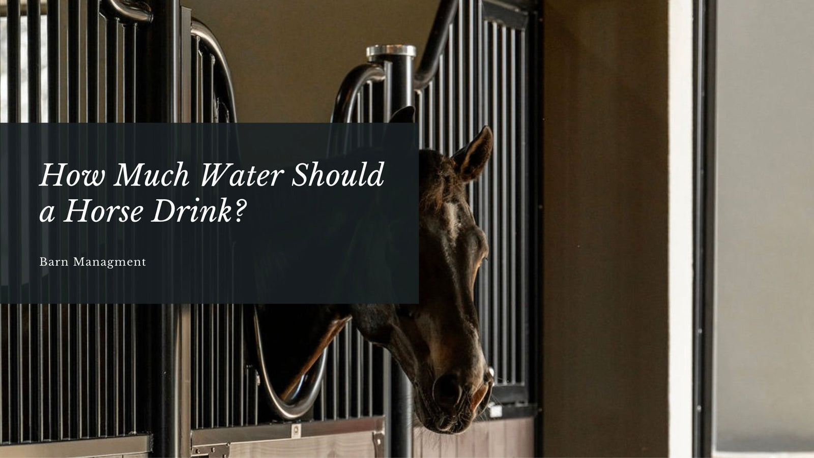 How Much Water Should a Horse Drink? Understanding Horse Water Intake
