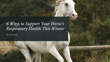 6 Ways to Support Your Horse’s Respiratory Health This Winter