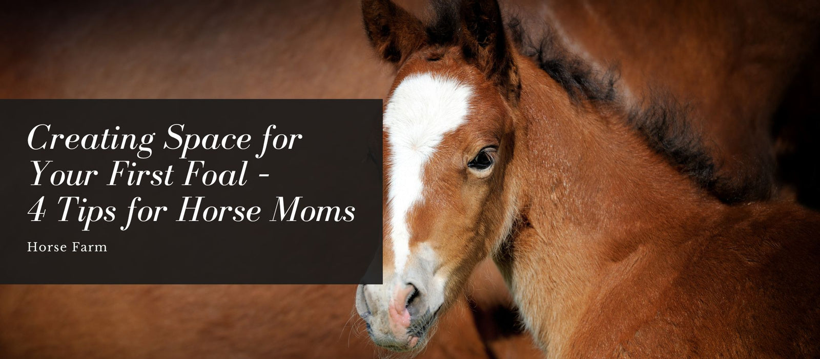 Creating Space for Your First Foal – 4 Tips for Horse Moms