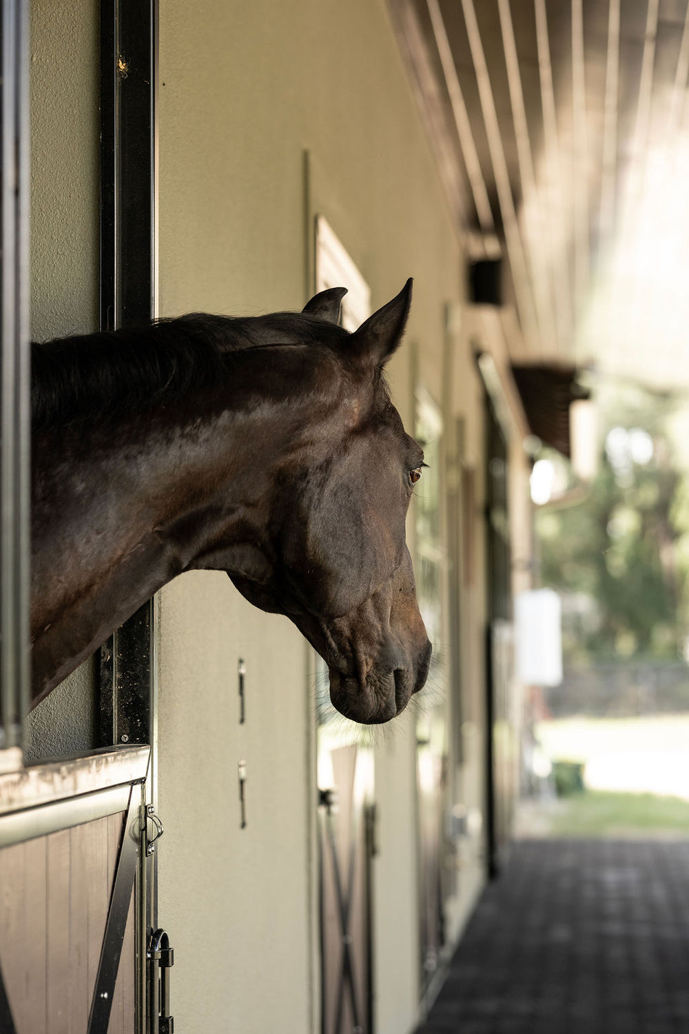 Dutch Doors