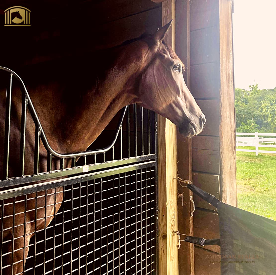 full sized stall gates by American Stalls