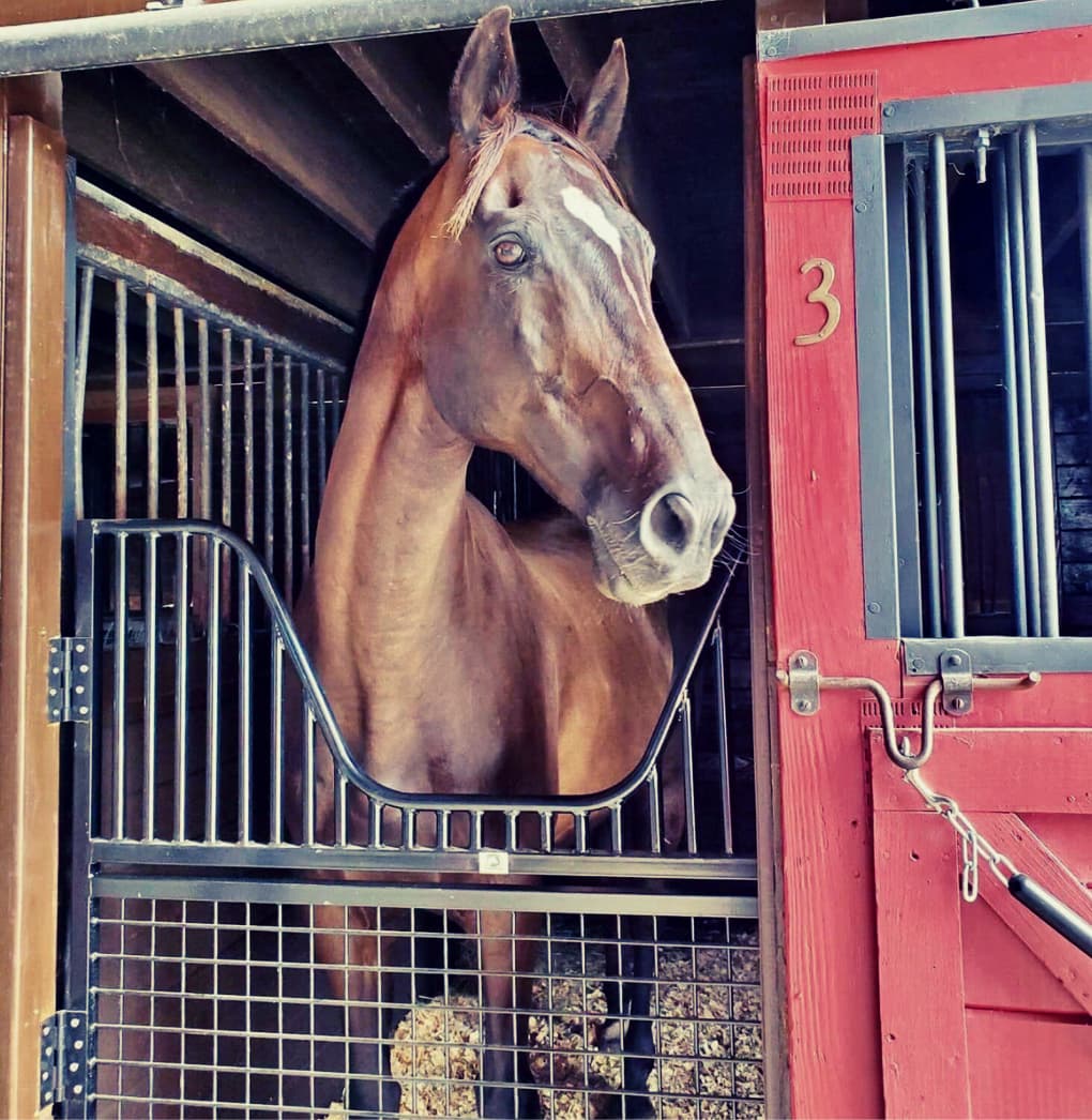 Half Sized Stall Gate