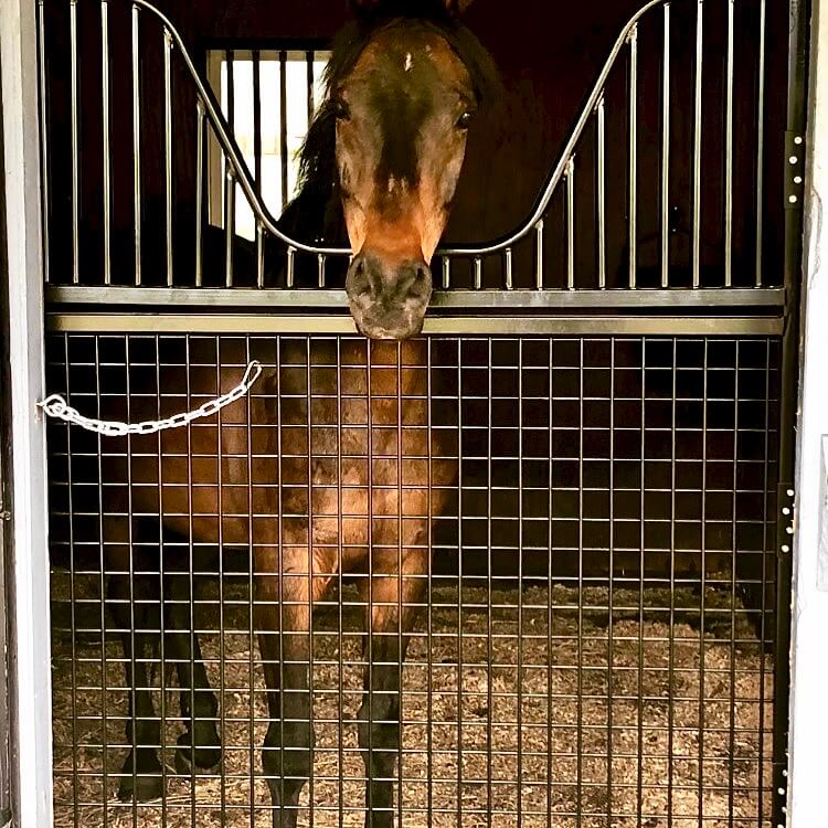 Full Sized Horse Stall Gate