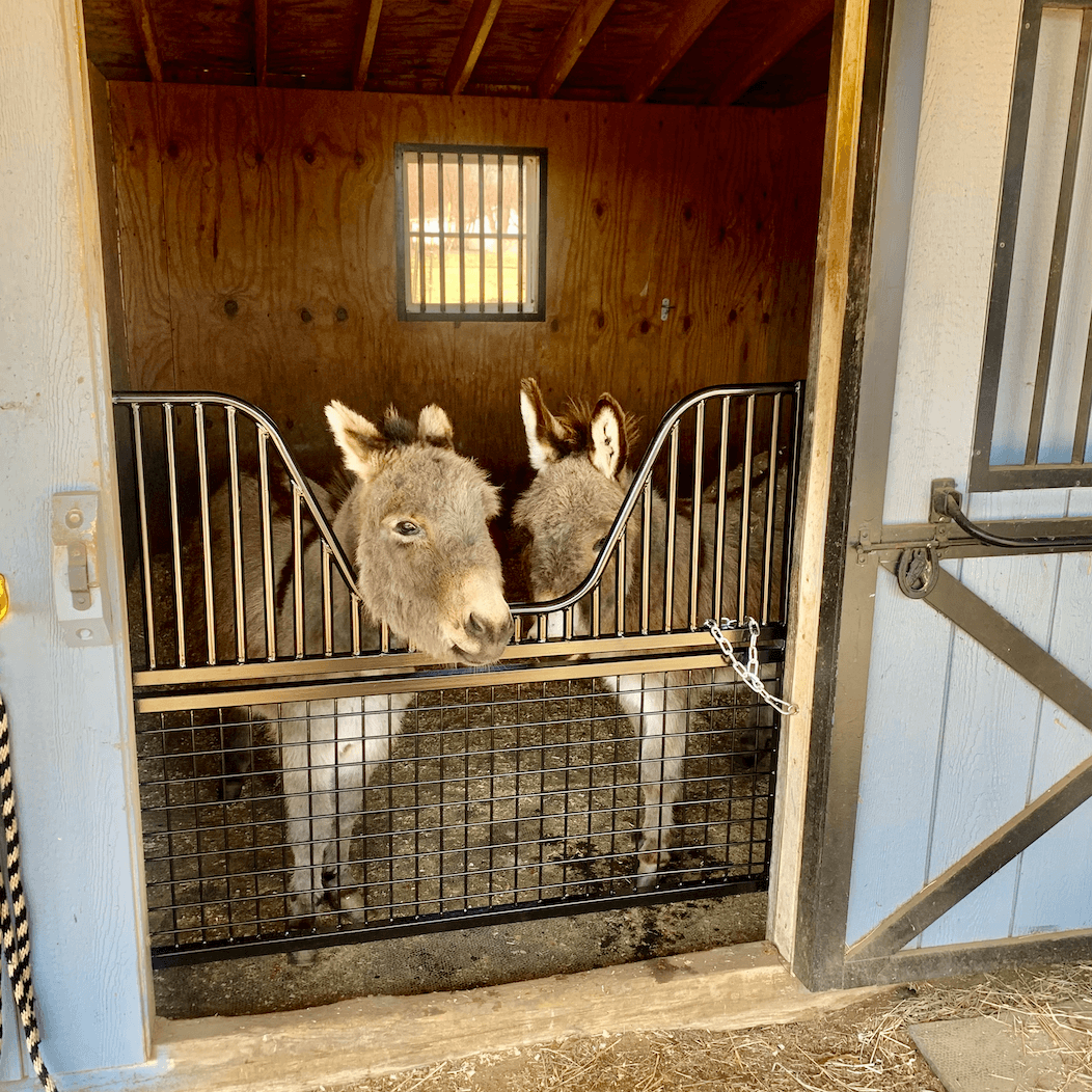 Half Sized Stall Gate