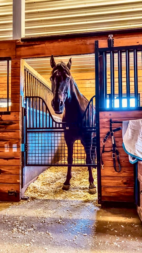 Half Sized Stall Gate