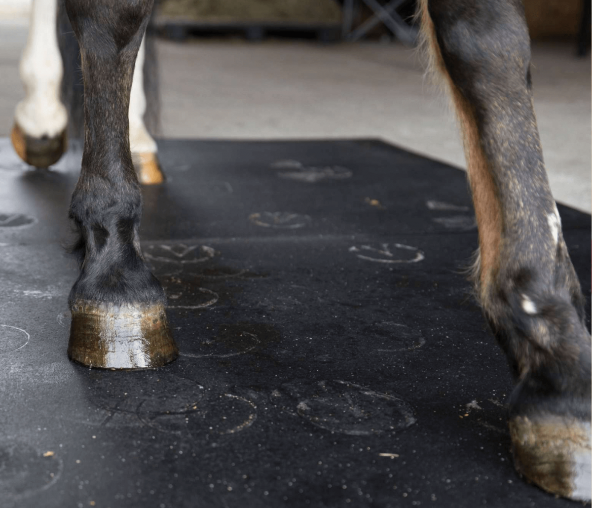 Animal stall rubber mats - American Mat & Specialty 540th Ave
